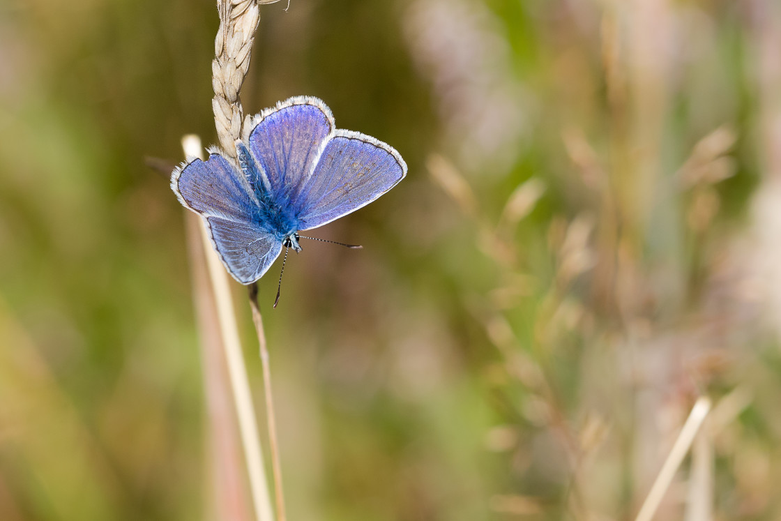 "Male Common Blue on Grass Stalk" by Gordon England - $12.62 "Male Common Blue on Grass Stalk" stock image