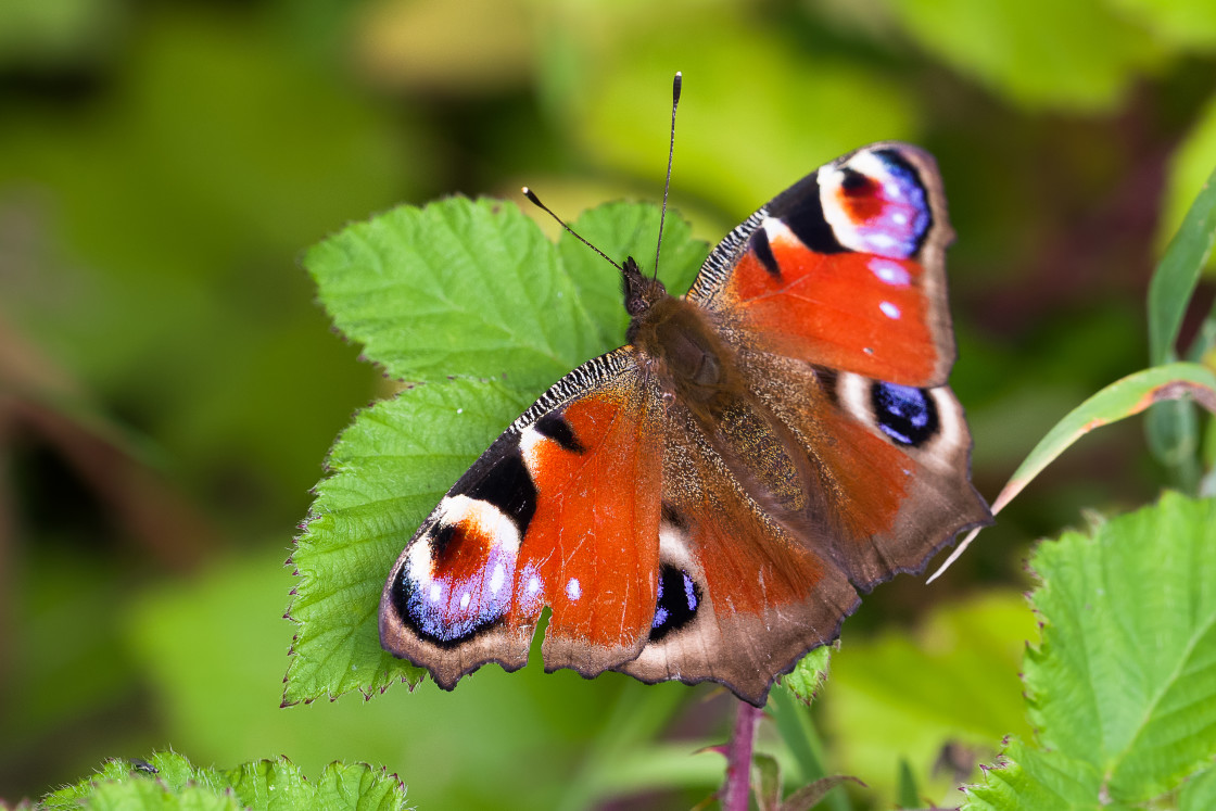 "Peacock Butterfly" by Gordon England - $12.71 "Peacock Butterfly" stock image