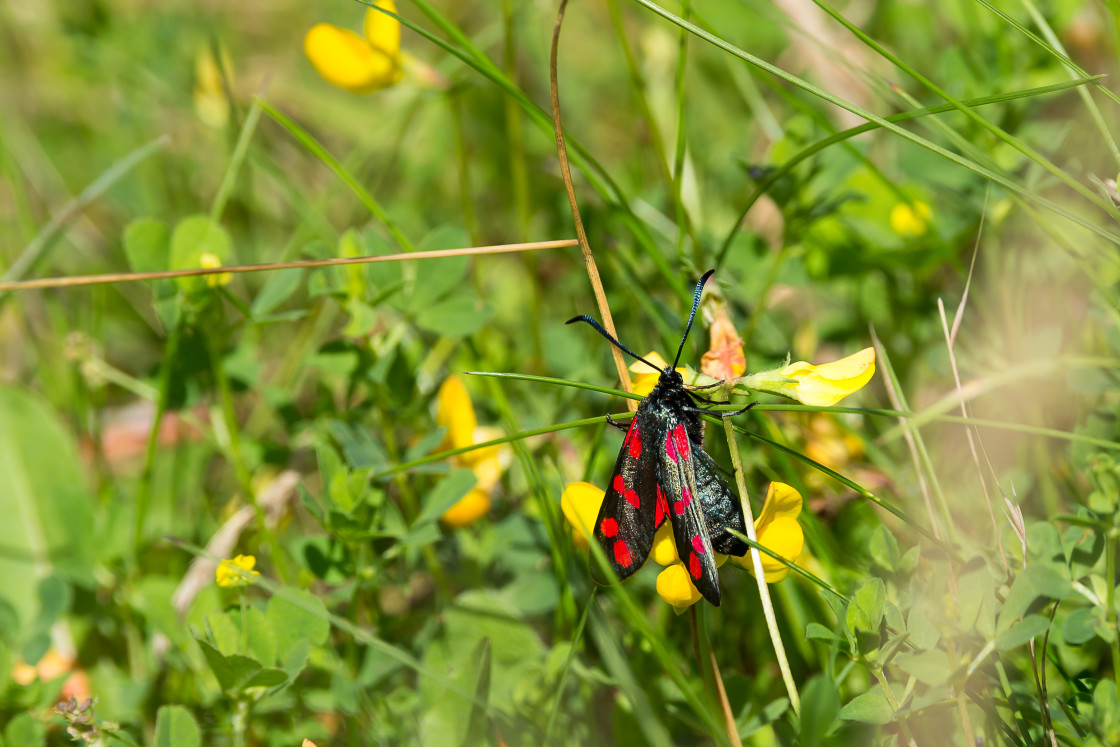 "Six-spot Burnet Moth" by Gordon England - $12.63 "Six-spot Burnet Moth" stock image