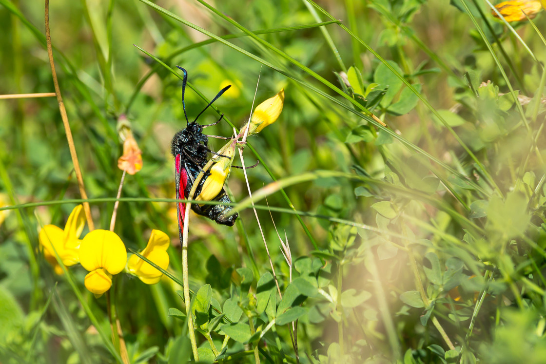 "Six-spot Burnet Moth" by Gordon England - $12.70 "Six-spot Burnet Moth" stock image