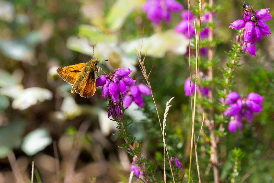 "Large Skipper Butterfly" by Gordon England - $12.55 "Large Skipper Butterfly" stock image