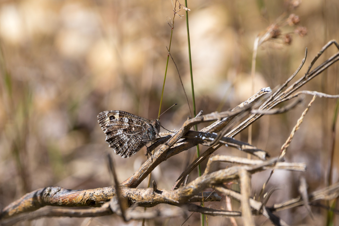 "Grayling Butterfly" by Gordon England - $12.55 "Grayling Butterfly" stock image