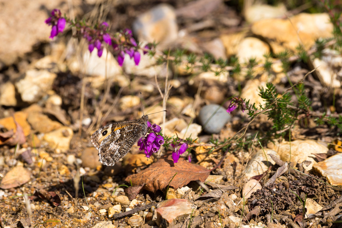 "Grayling on Bell Heather" by Gordon England - $12.55 "Grayling on Bell Heather" stock image
