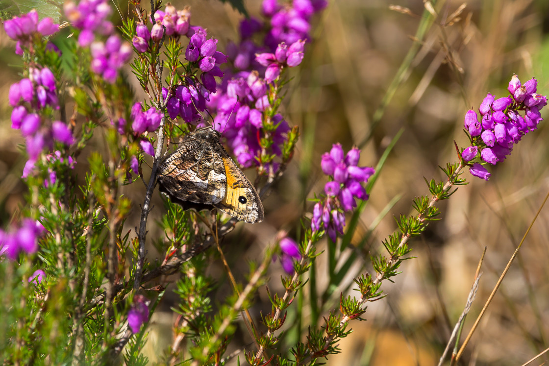 "Grayling on Bell Heather" by Gordon England - $12.56 "Grayling on Bell Heather" stock image