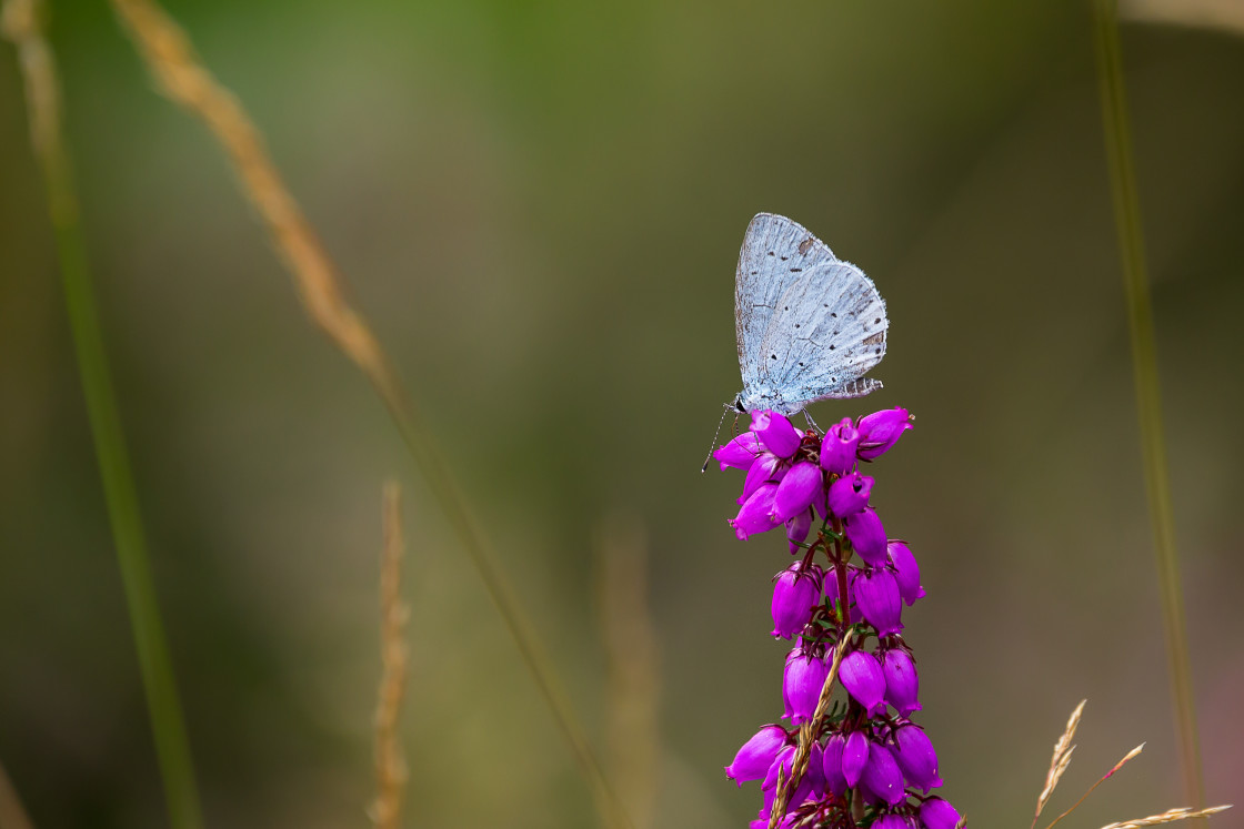 "Holly Blue on Bell Heather" by Gordon England - $12.55 "Holly Blue on Bell Heather" stock image