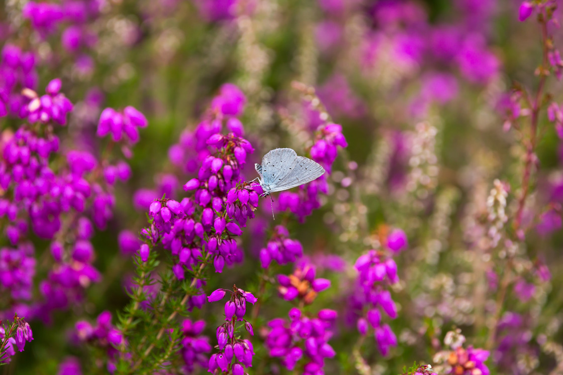 "Holly Blue on Bell Heather" by Gordon England - $12.63 "Holly Blue on Bell Heather" stock image