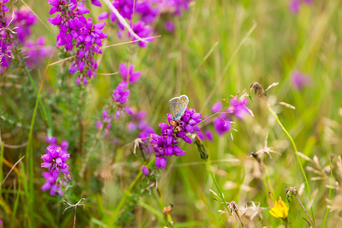 "Common Blue on Heather" by Gordon England - $12.70 "Common Blue on Heather" stock image