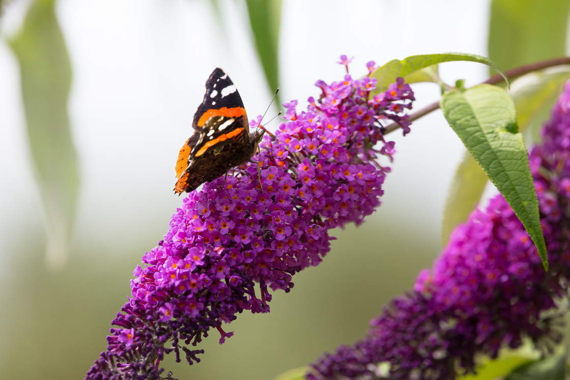 "Red Admiral on Buddleia" by Gordon England - $12.55 "Red Admiral on Buddleia" stock image