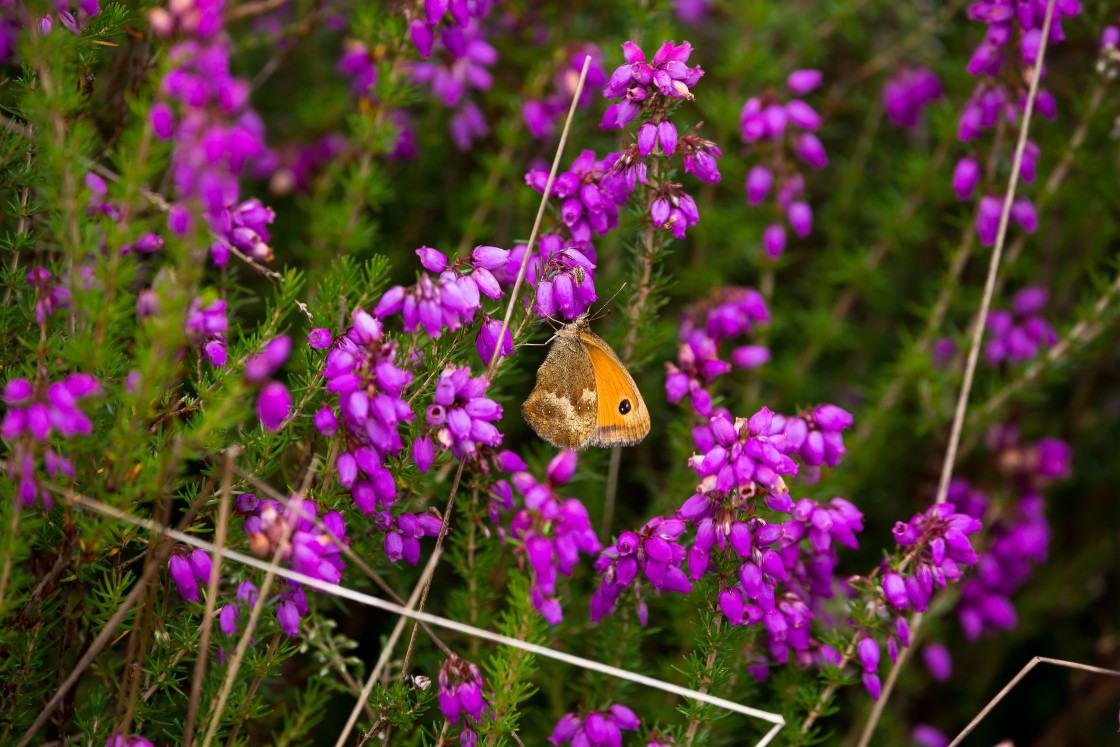 "Gatekeeper on Heather Flowers" by Gordon England - $12.55 "Gatekeeper on Heather Flowers" stock image