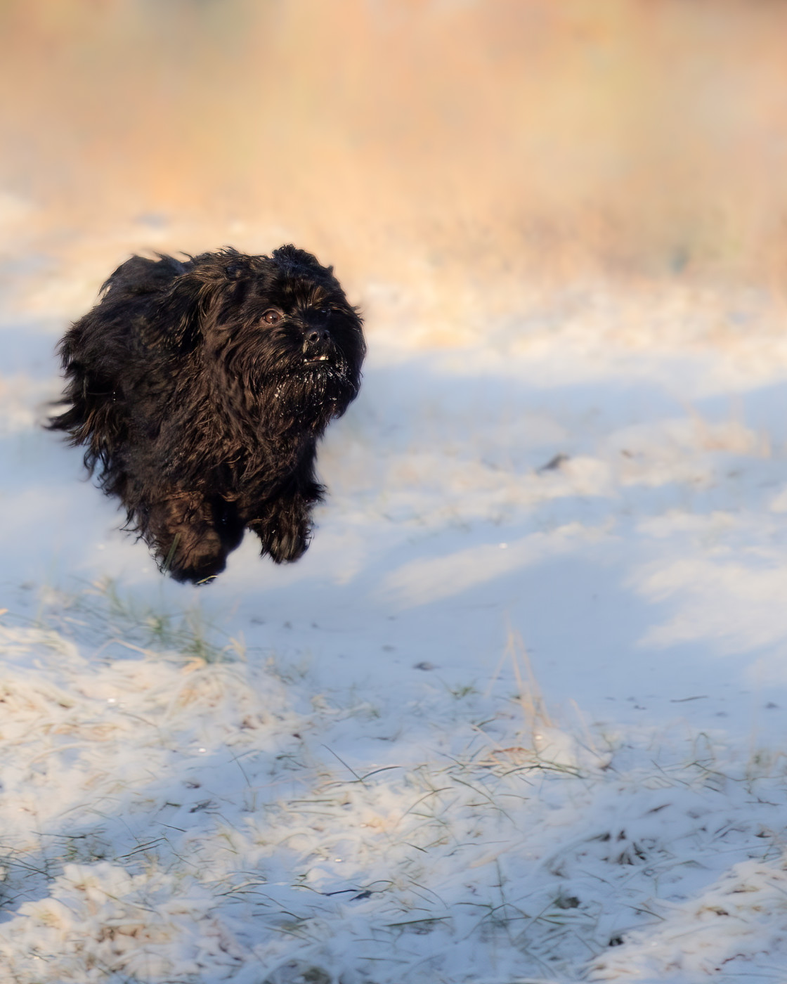 "Flying dog" stock image