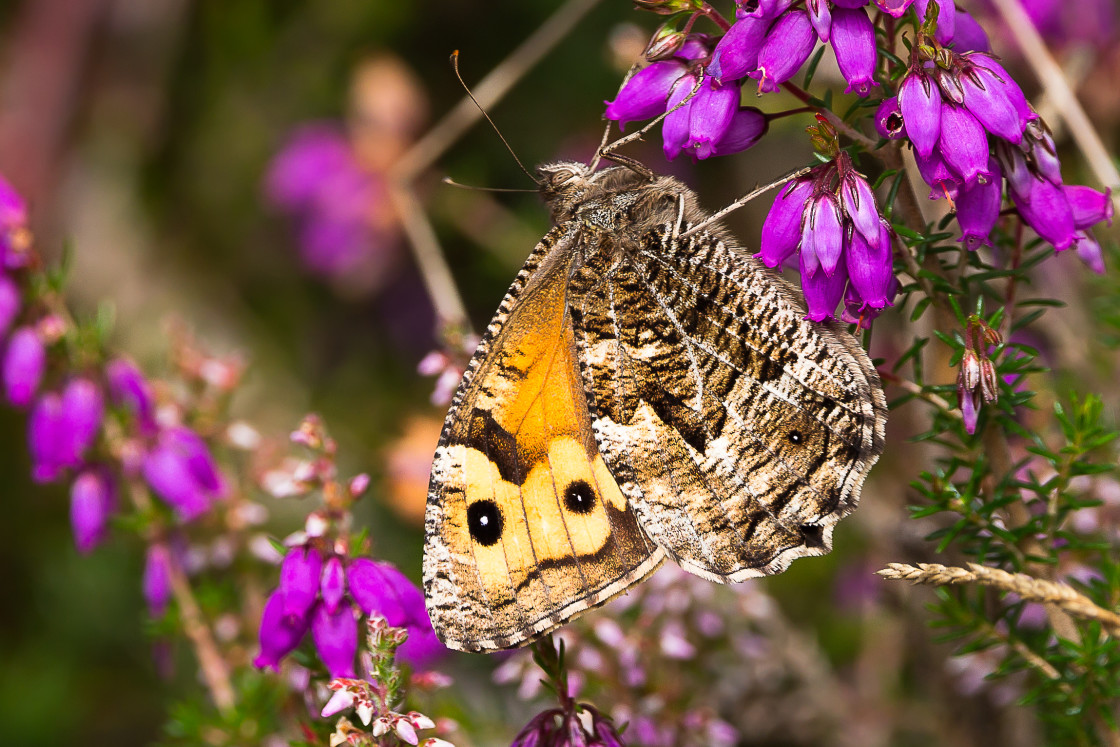 "Grayling Butterfly" by Gordon England - $12.63 "Grayling Butterfly" stock image