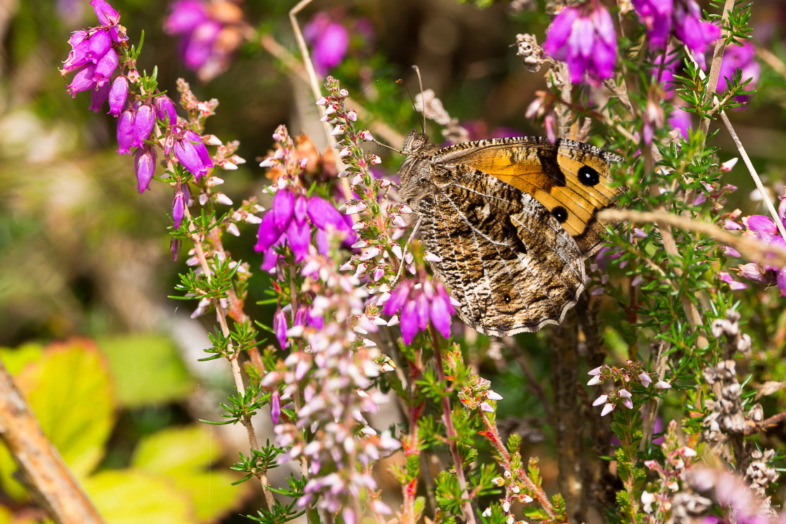 "Grayling in Heather" by Gordon England - $12.55 "Grayling in Heather" stock image