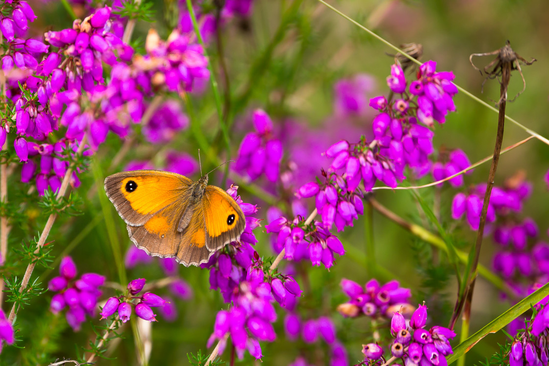 "Gatekeeper on Bell Heather" by Gordon England - $12.55 "Gatekeeper on Bell Heather" stock image