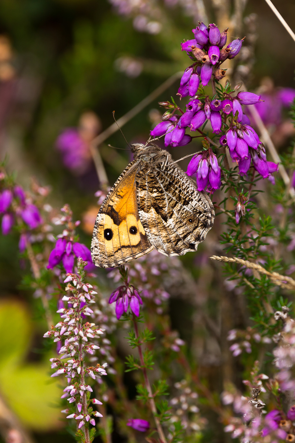 "Grayling Butterfly" by Gordon England - $12.65 "Grayling Butterfly" stock image