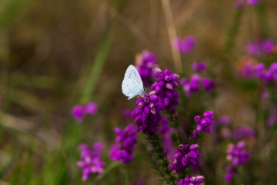 "Holly Blue Butterfly" by Gordon England - $12.71 "Holly Blue Butterfly" stock image