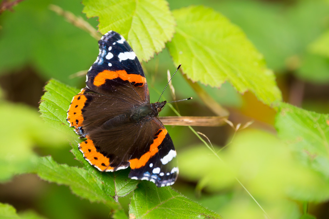 "Red Admiral Butterfly" by Gordon England - $12.57 "Red Admiral Butterfly" stock image