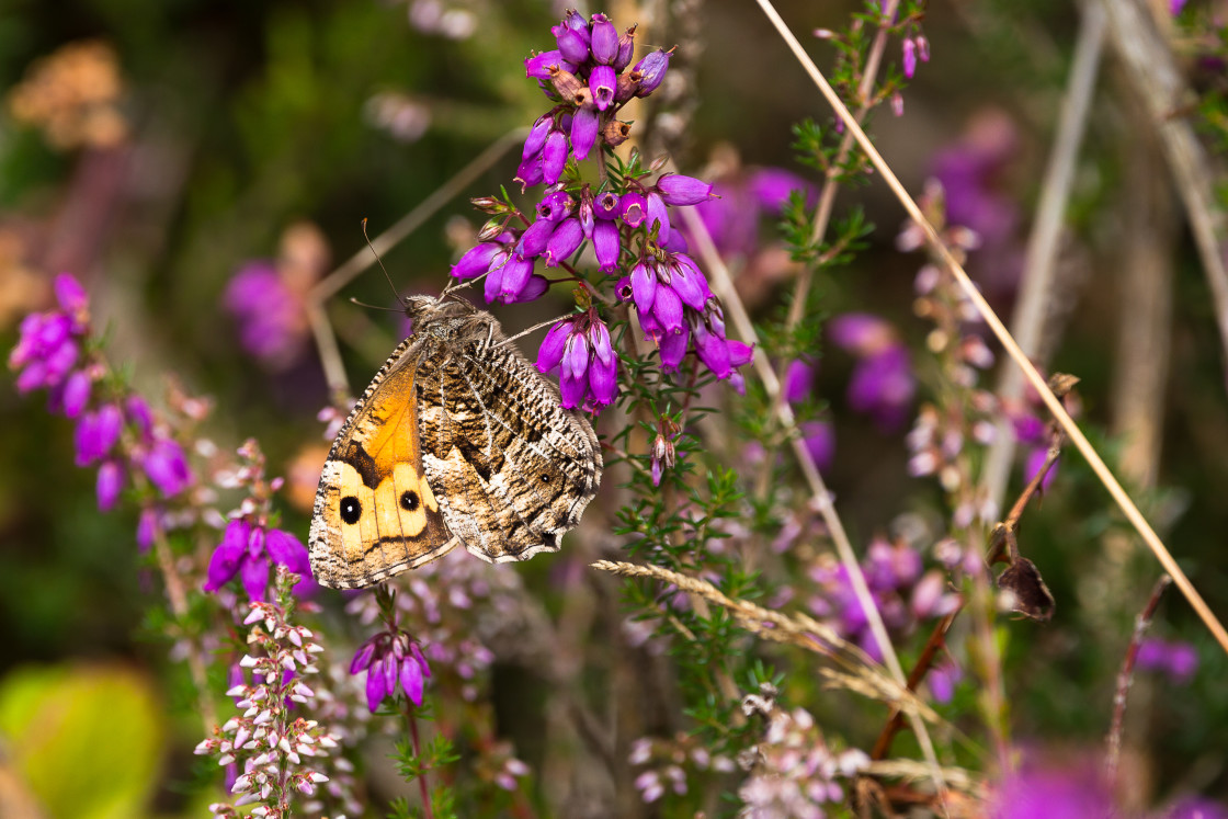 "Grayling Butterfly" by Gordon England - $12.71 "Grayling Butterfly" stock image