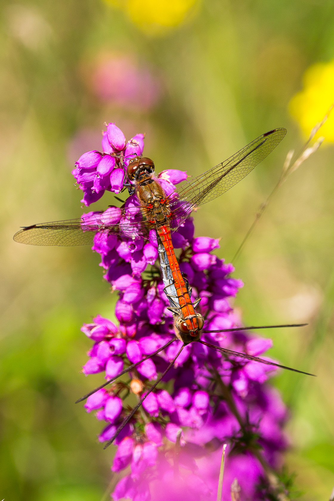 "Common Darter Dragonflies on Bell Heather" by Gordon England - $12.63 "Common Darter Dragonflies on Bell Heather" stock image
