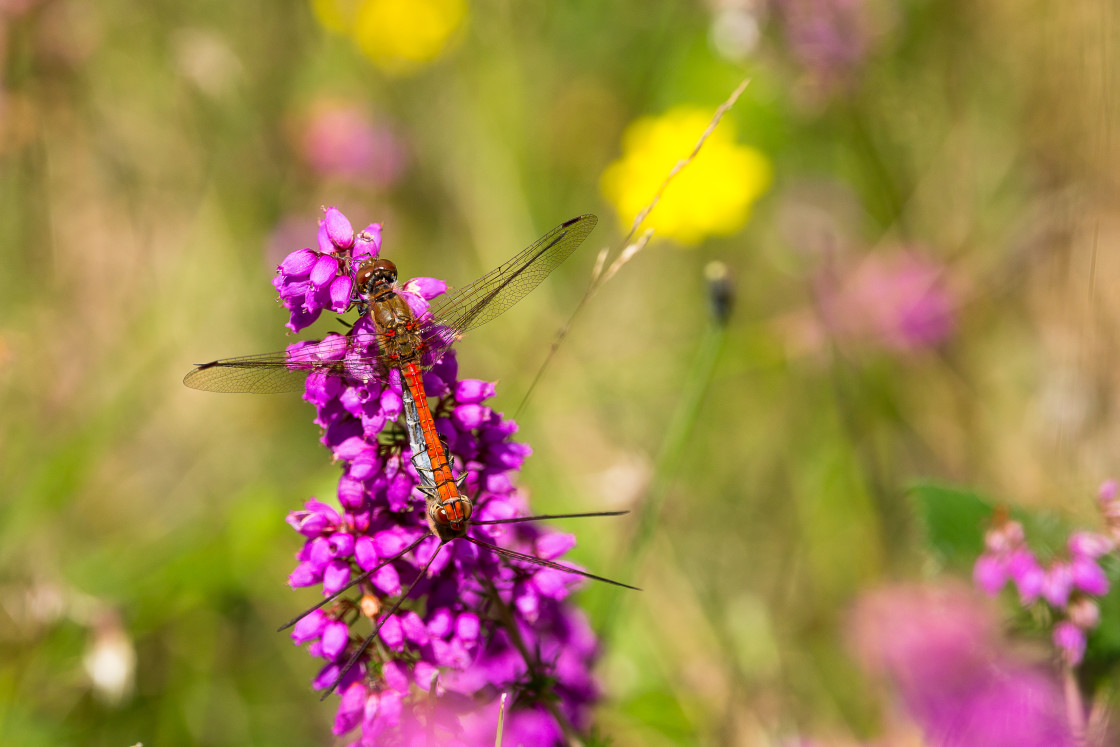 "Common Darter Dragonflies on Bell Heather" by Gordon England - $12.63 "Common Darter Dragonflies on Bell Heather" stock image