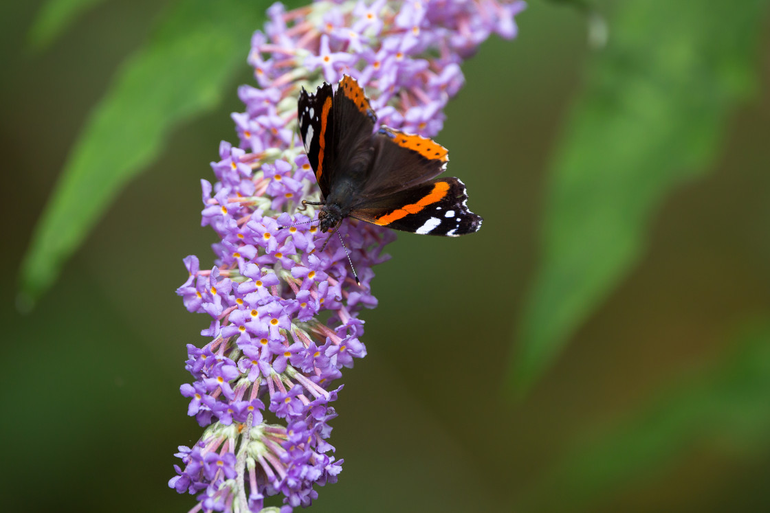 "Red Admiral Butterfly" by Gordon England - $12.62 "Red Admiral Butterfly" stock image