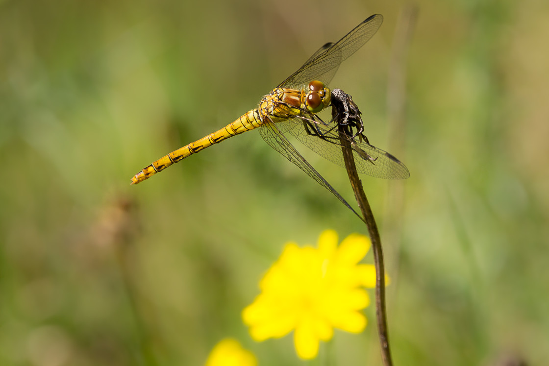 "Common Darter" by Gordon England - $12.63 "Common Darter" stock image