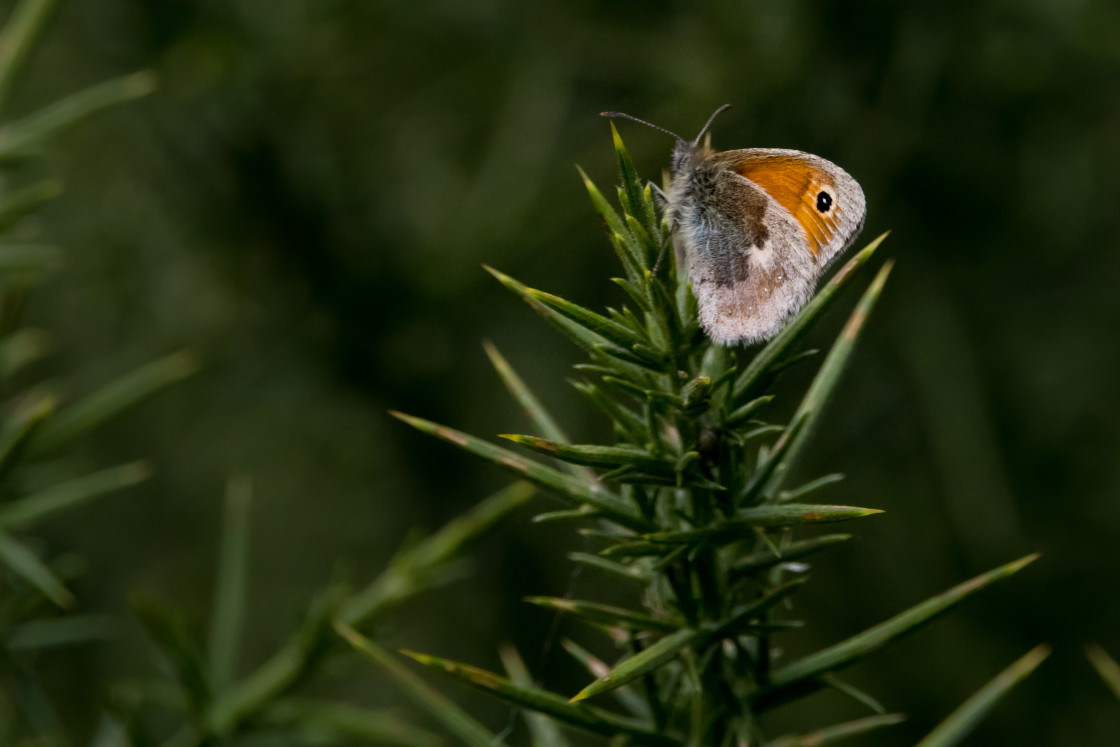 "Small Heath Butterfly" by Gordon England - $12.62 "Small Heath Butterfly" stock image