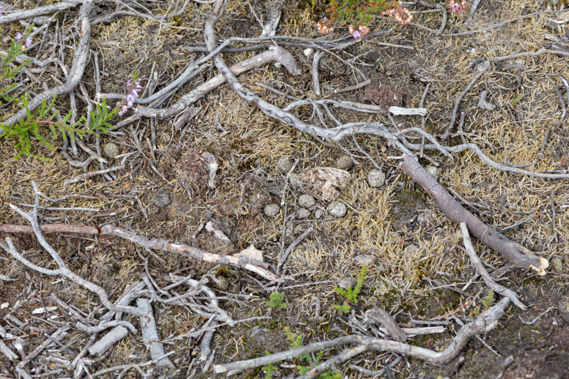 "Butterfly Camouflage" by Gordon England - $12.71 "Butterfly Camouflage" stock image
