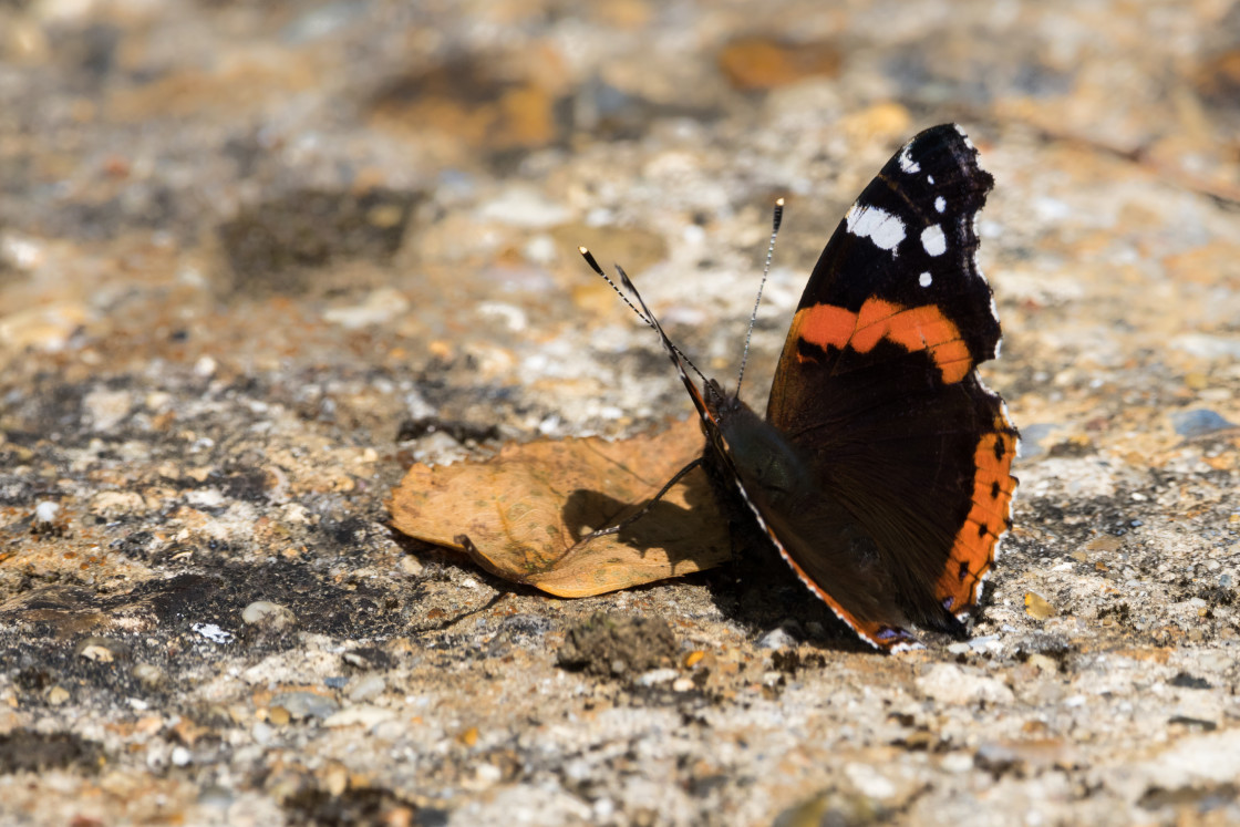 "Red Admiral" by Gordon England - $12.70 "Red Admiral" stock image