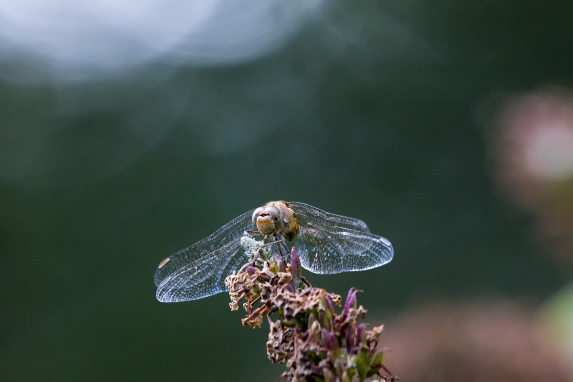 "Common Darter Dragonfly" by Gordon England - $12.63 "Common Darter Dragonfly" stock image