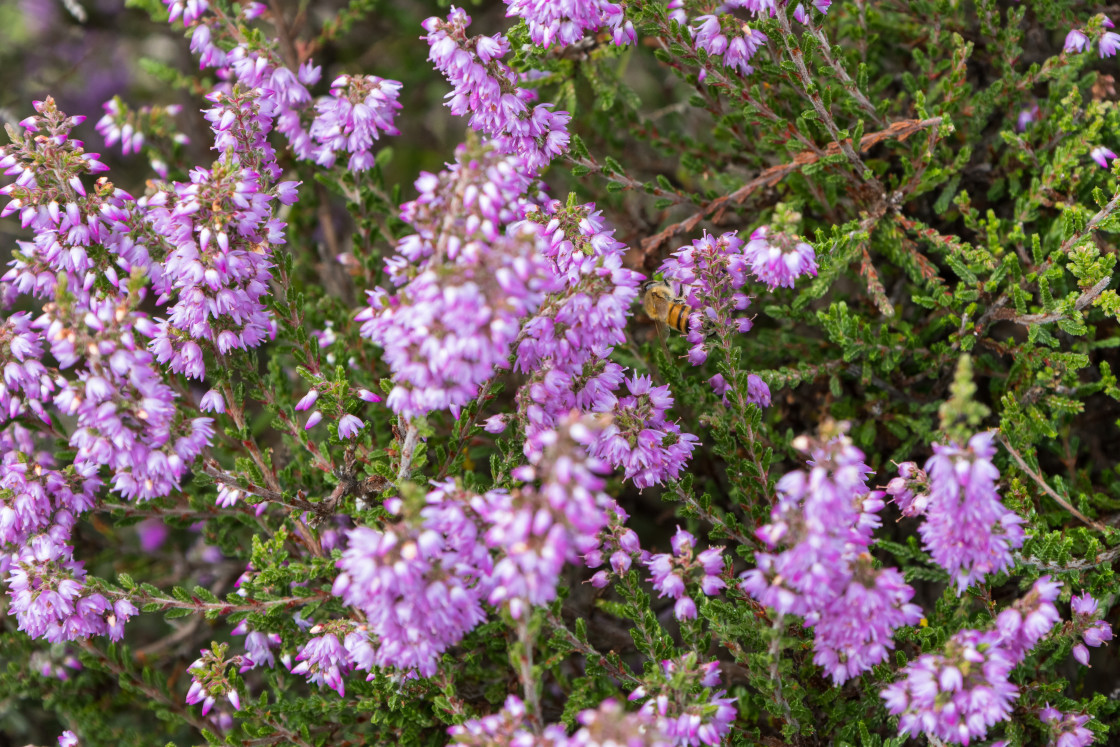"Heather Flowers" by Gordon England - $12.69 "Heather Flowers" stock image