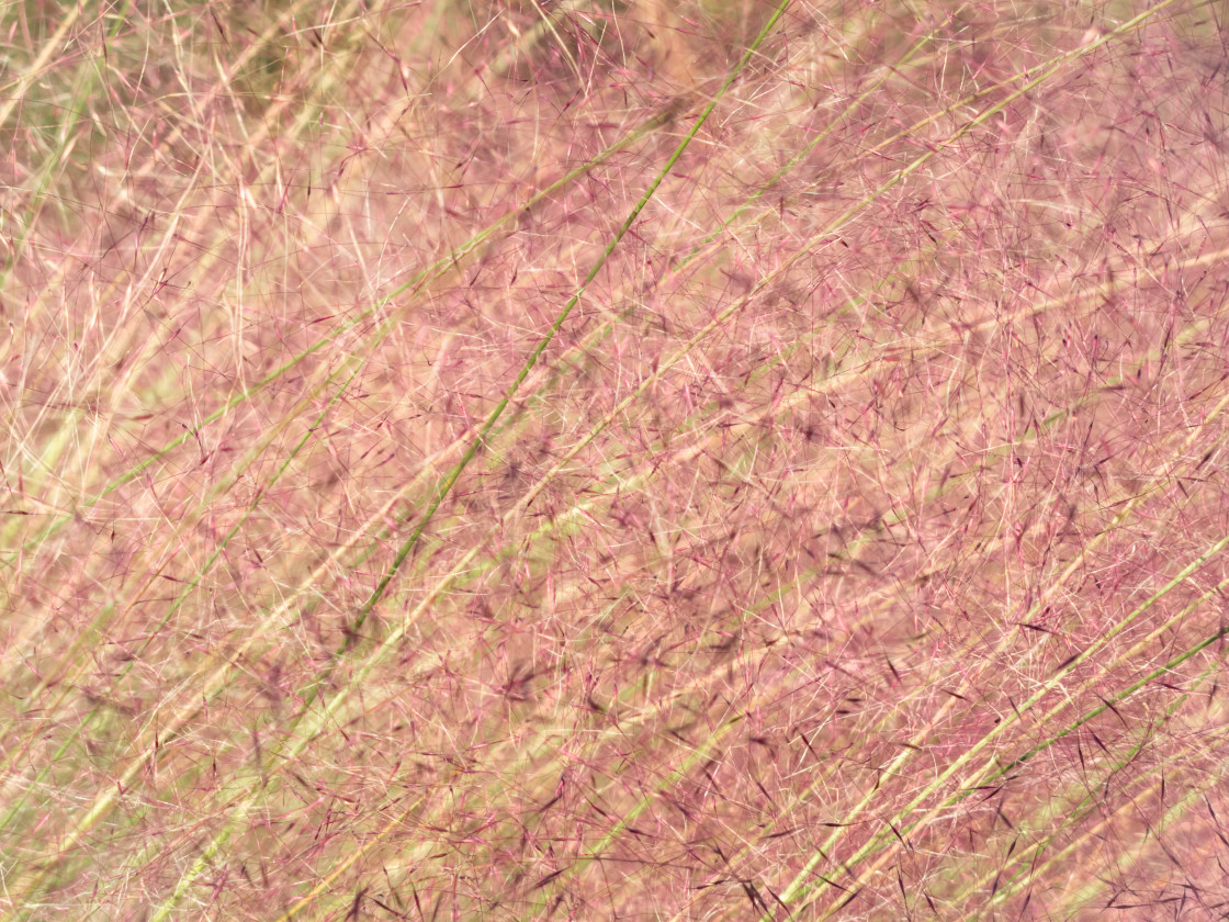 "Purple Fountain Grass Background" stock image