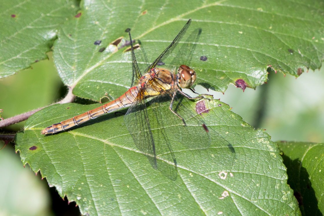 "Common Darter Dragonfly" by Gordon England - $12.63 "Common Darter Dragonfly" stock image