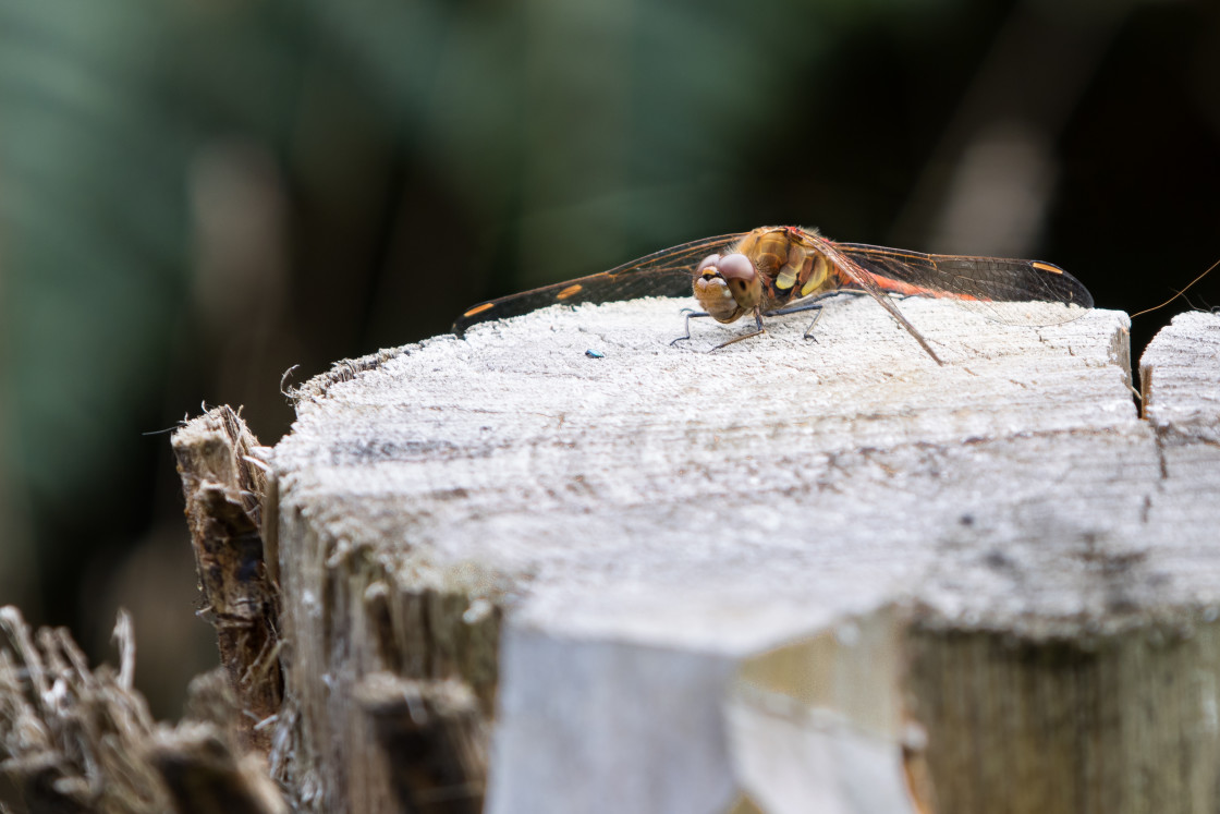 "Common Darter Dragonfly" by Gordon England - $12.63 "Common Darter Dragonfly" stock image