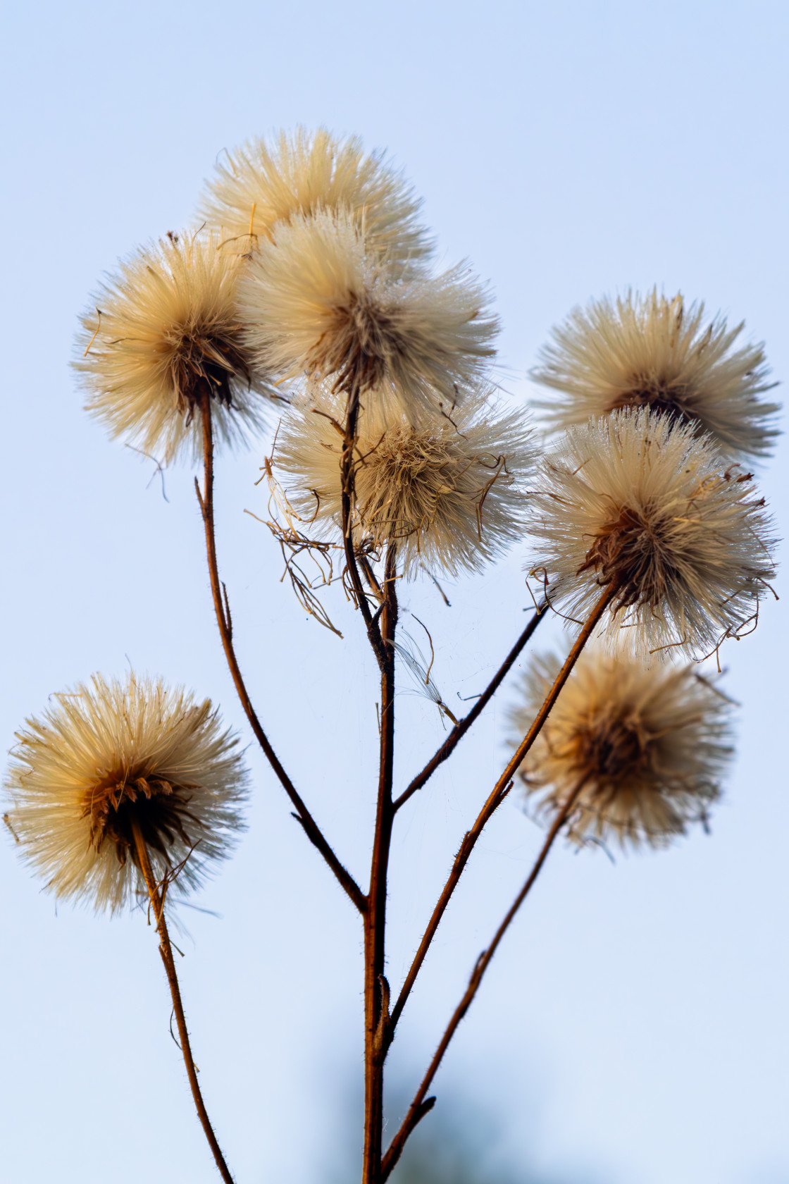 "Blue Fleabane Seed Heads" by Gordon England - $12.69 "Blue Fleabane Seed Heads" stock image