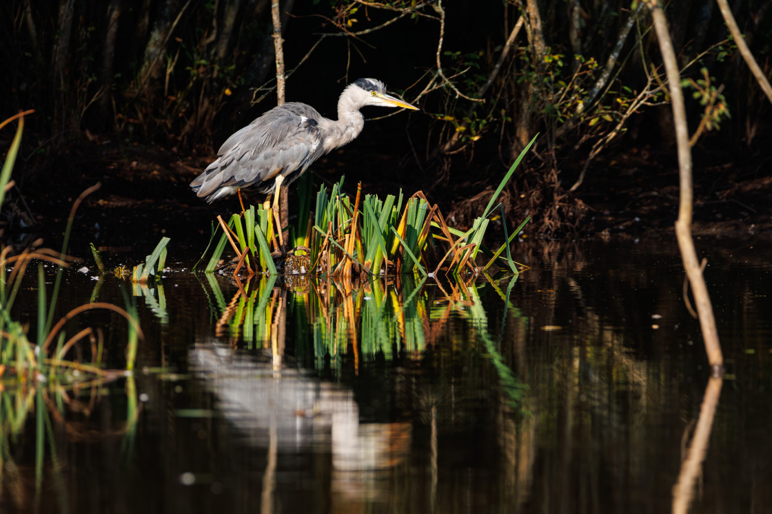 "Grey Heron" by Gordon England - $12.63 "Grey Heron" stock image