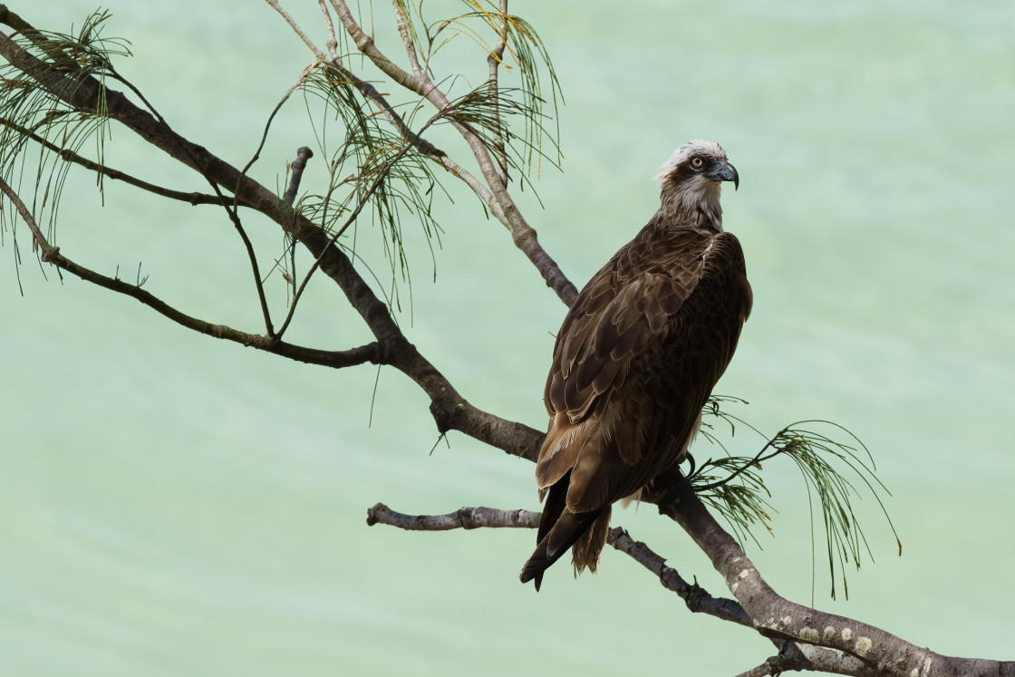 "Osprey" stock image