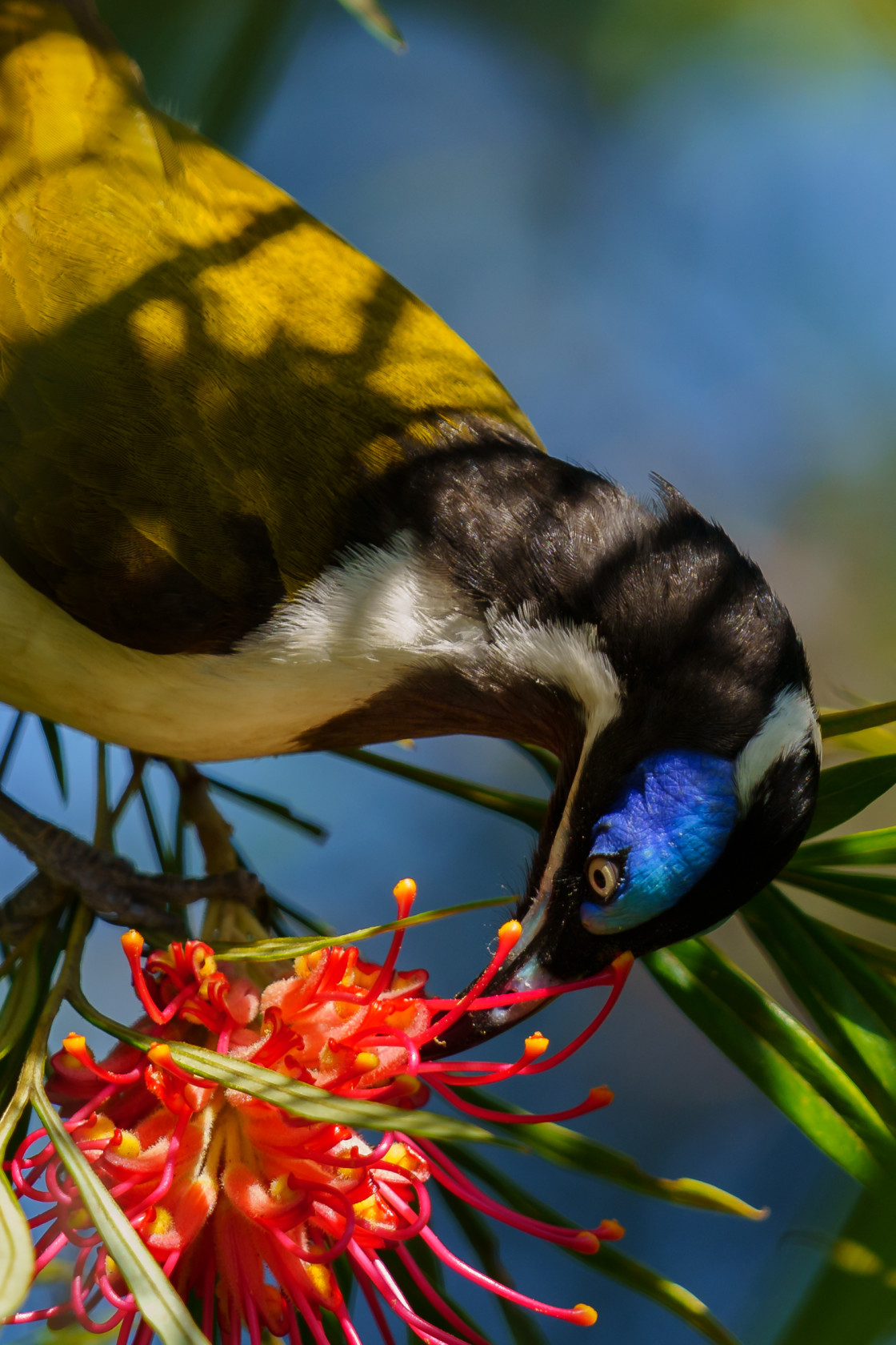 "Blue-faced Honeyeater" stock image