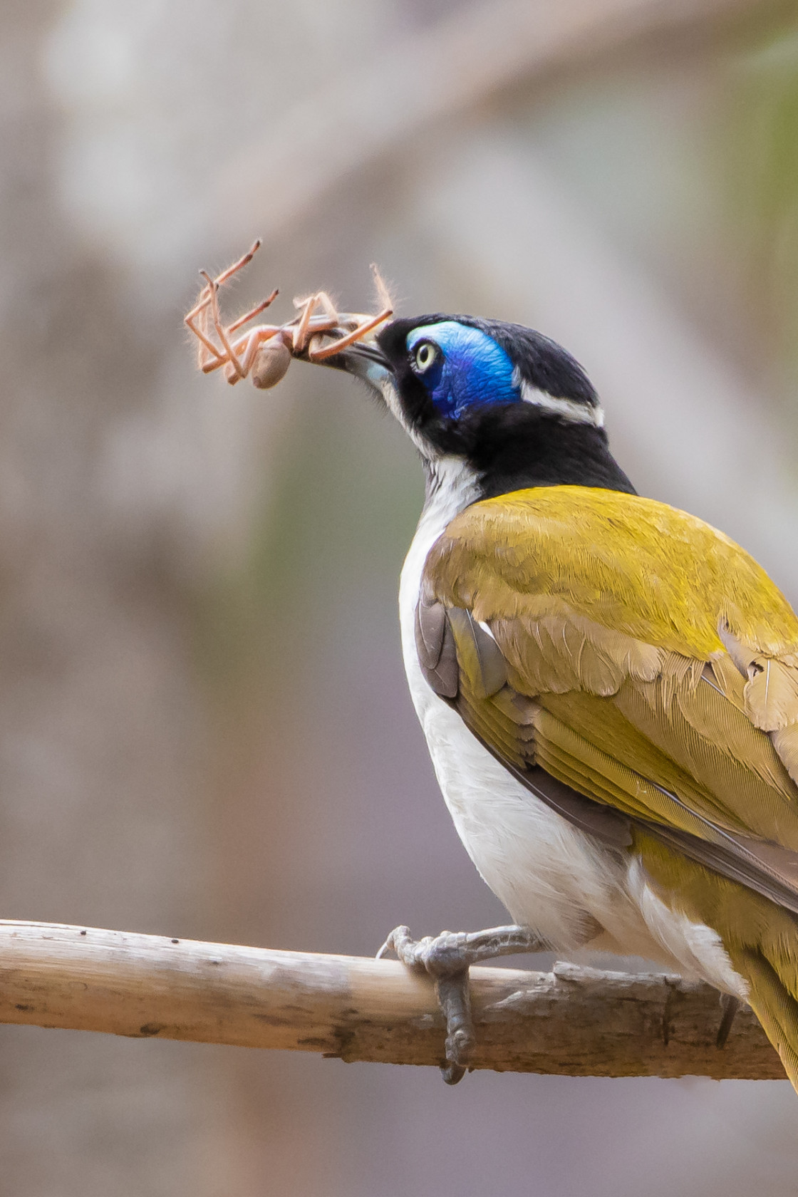 "Blue faced Honey-eater & Huntsman" stock image