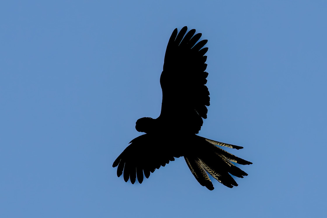 "Yellow-tailed Black Cockatoo" stock image