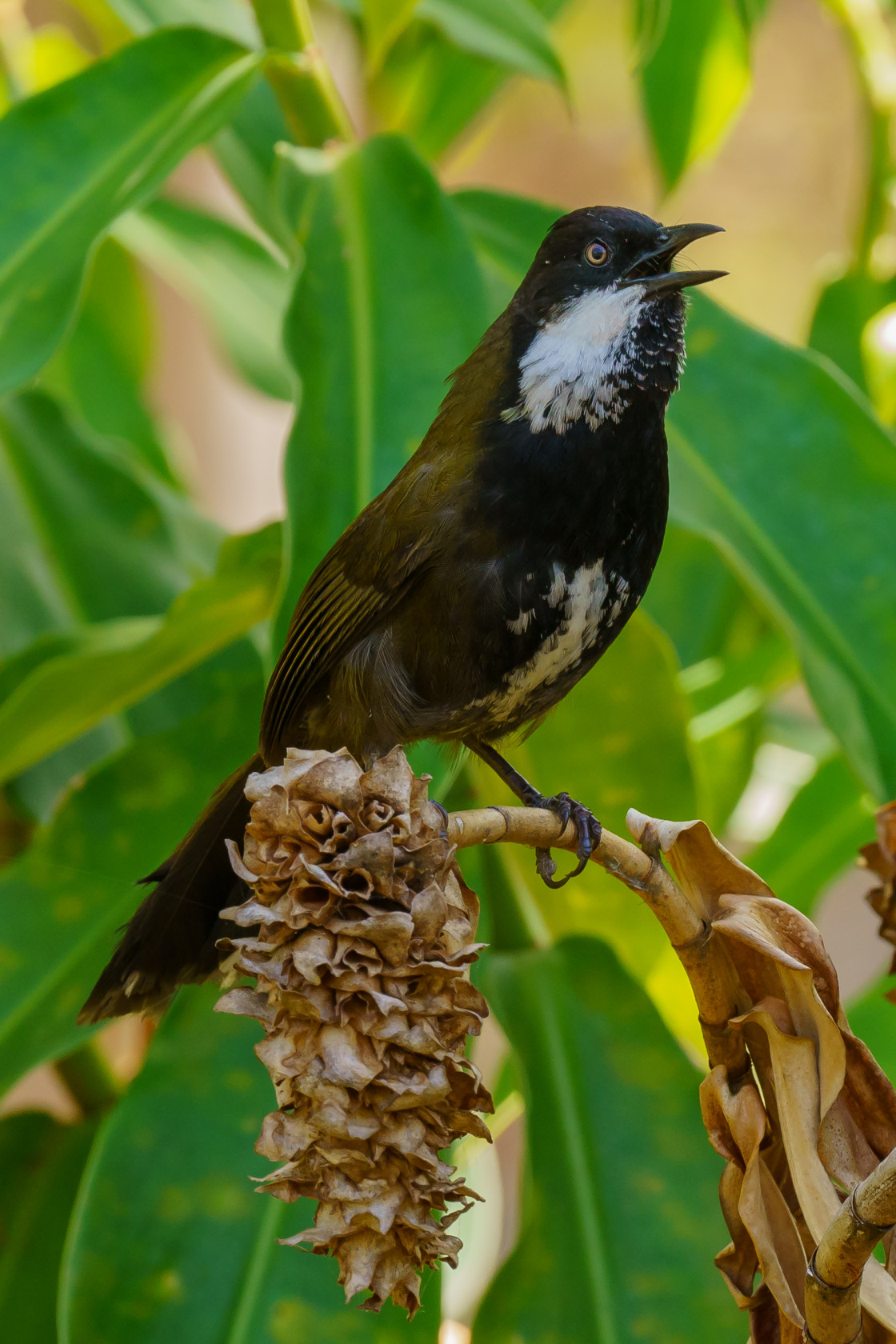 "Eastern Whip Bird" stock image