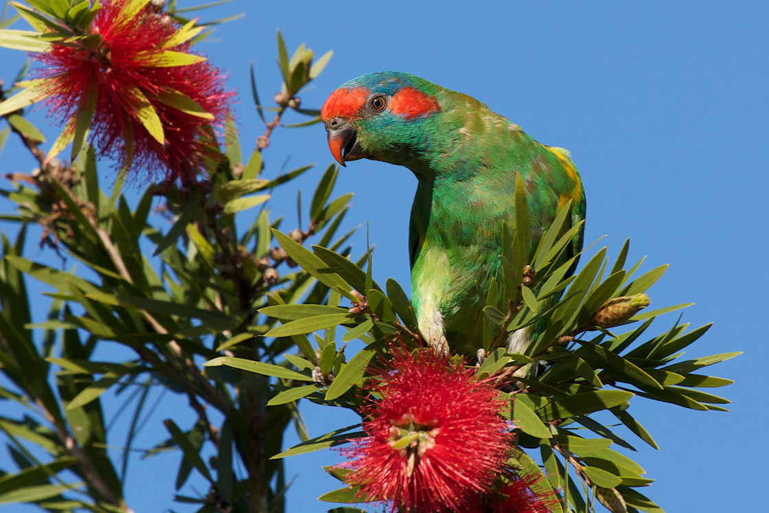 "Musk Lorikeet" stock image