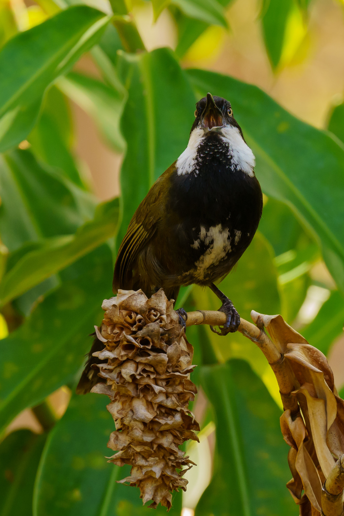 "Eastern Whip Bird" stock image