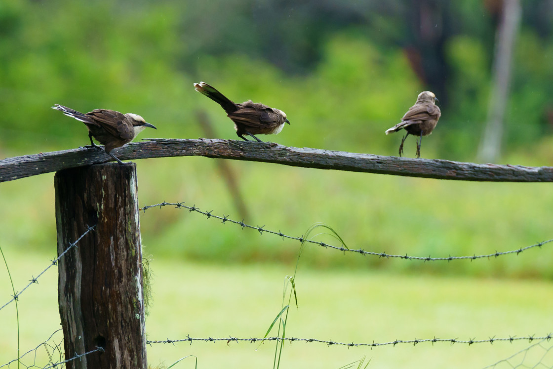 "Grey-crowned Babbler" stock image