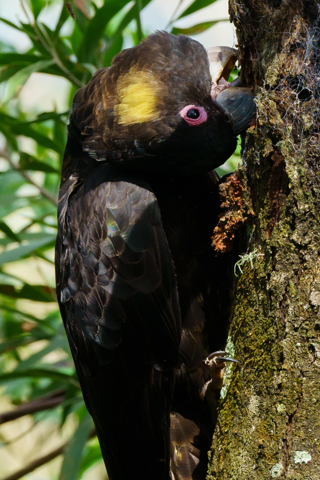 "Yellow-tailed Black Cockatoo" stock image