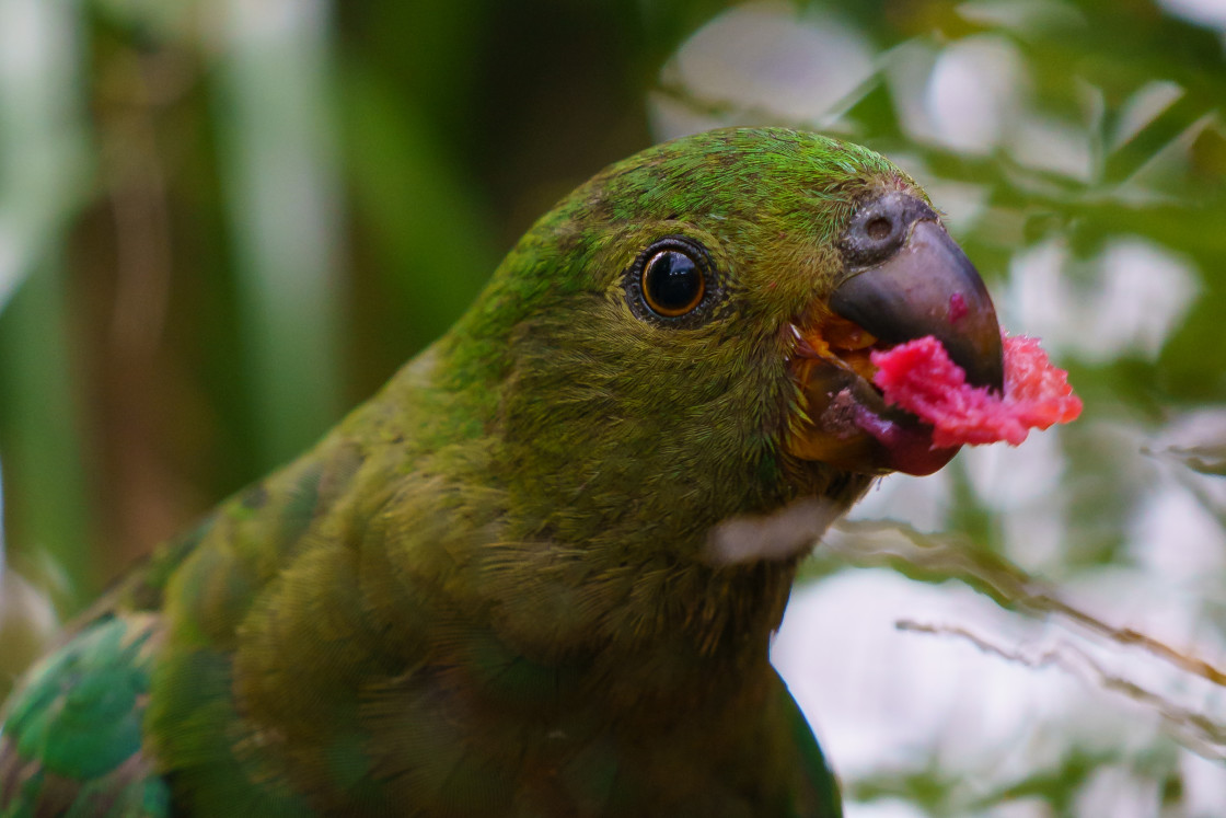 "King Parrot" stock image