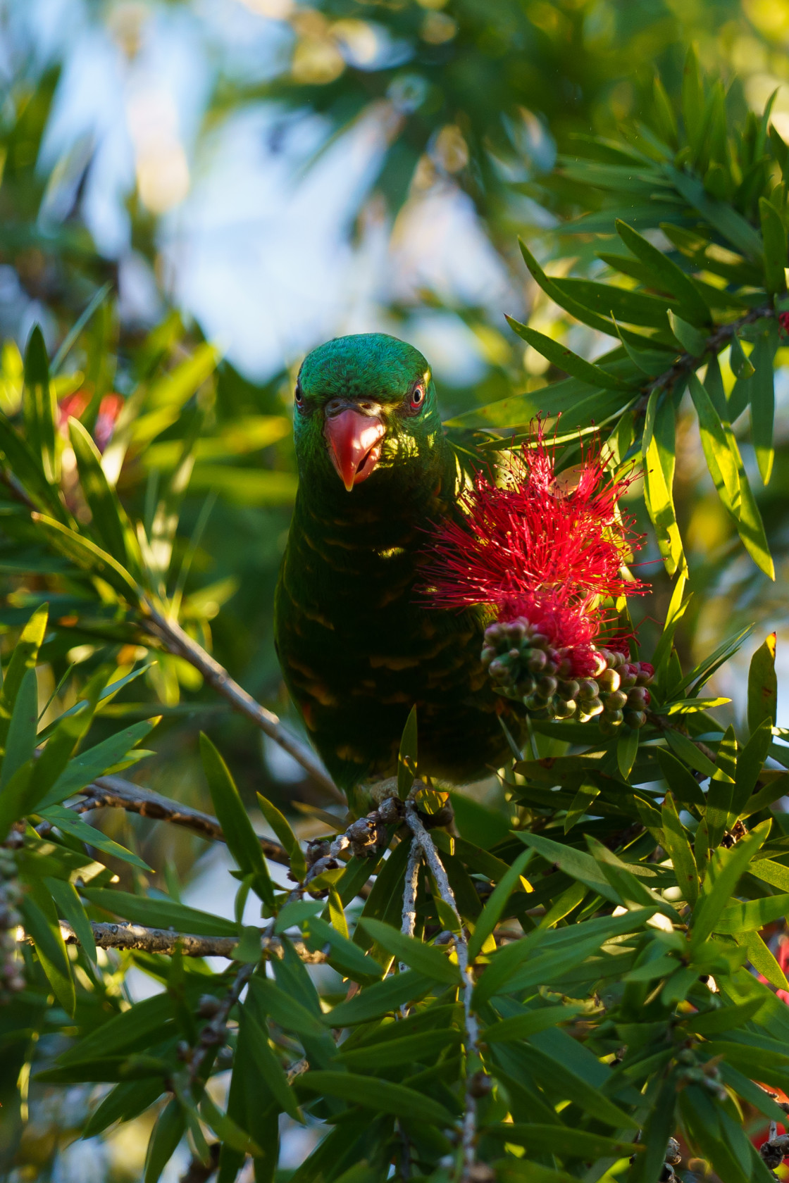 "Scaly-breasted Lorikeet" stock image