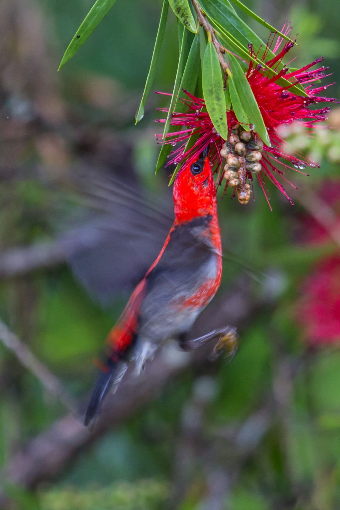 "Scarlet Honeyeater male" stock image