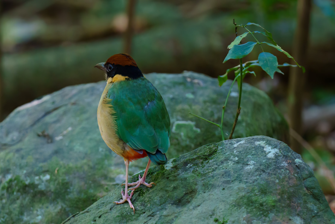 "Noisy Pitta" stock image