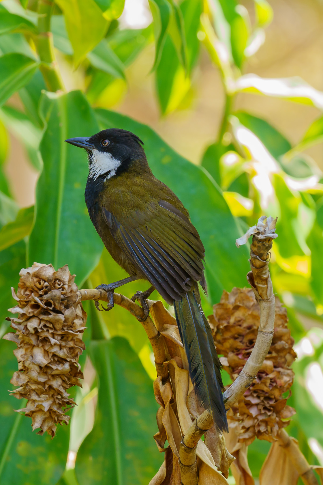 "Eastern Whip Bird" stock image