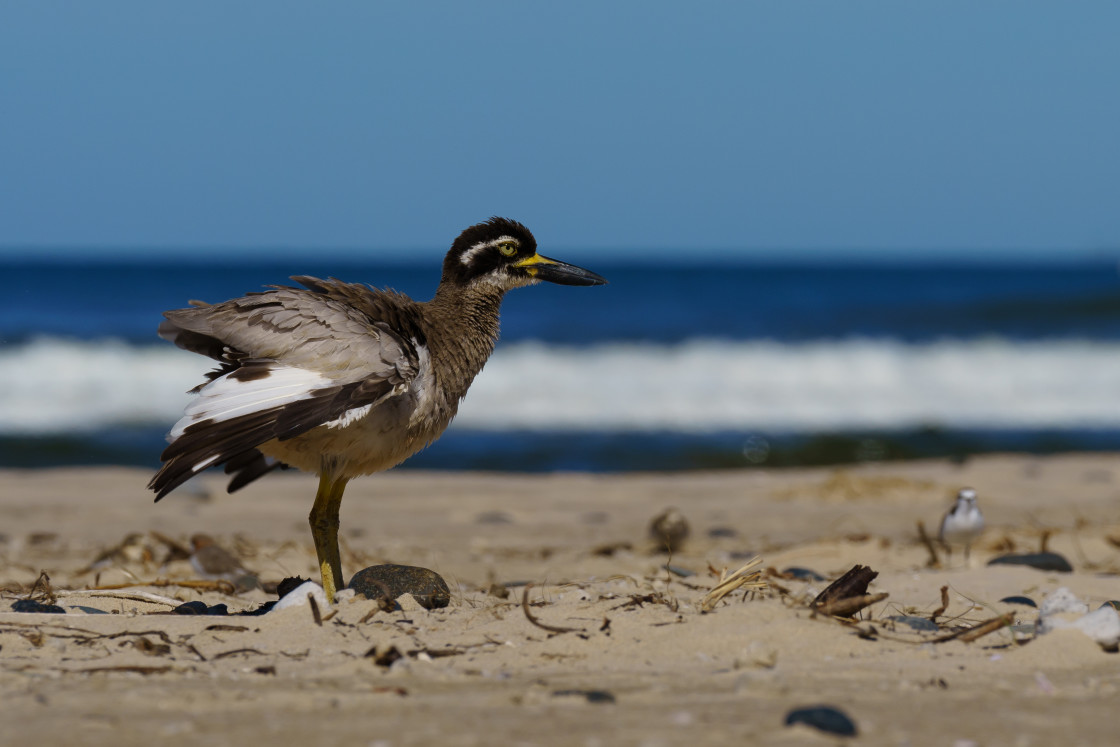 "Beach Stone Curlew" stock image